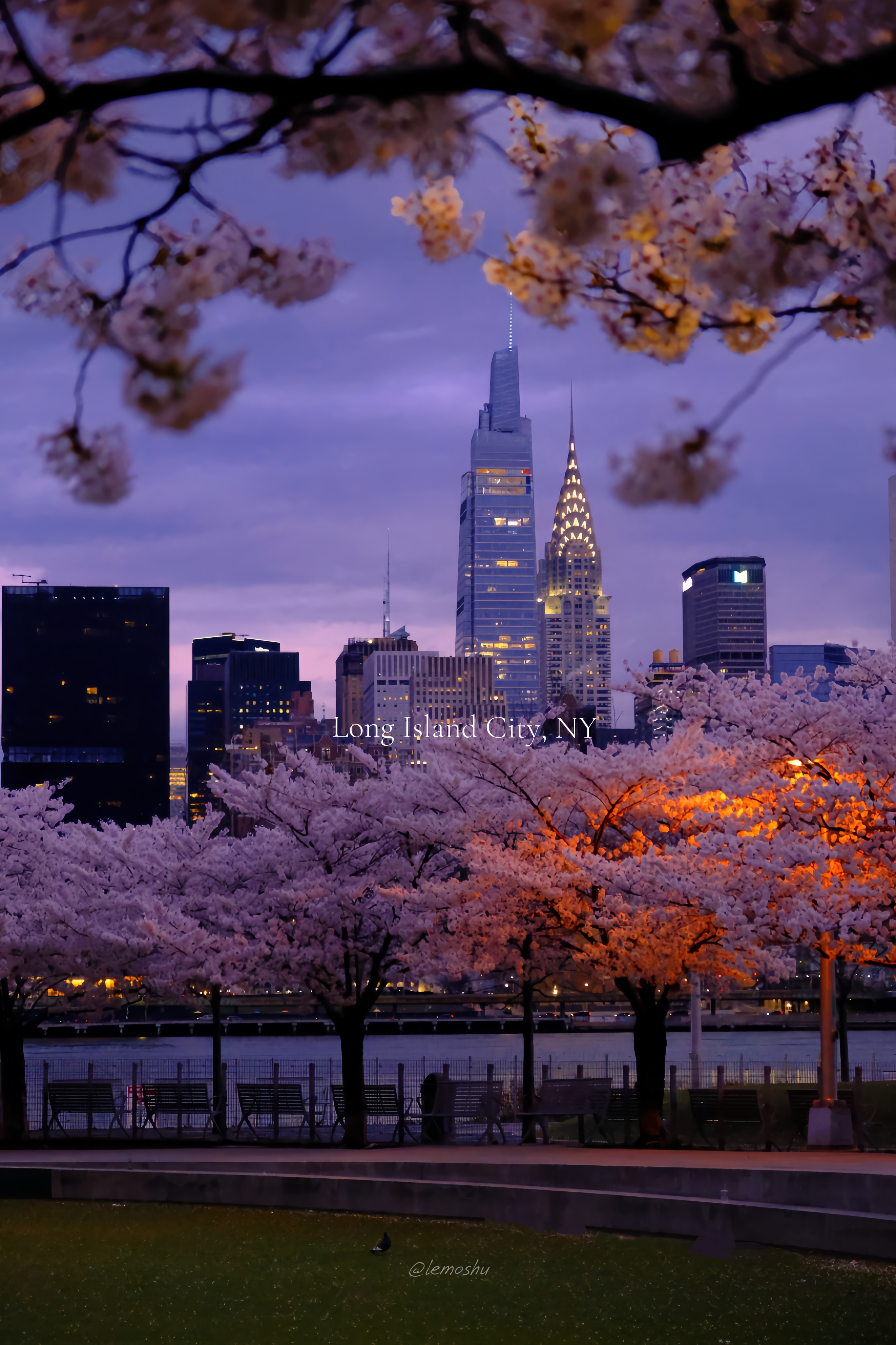 NYC: Sakura